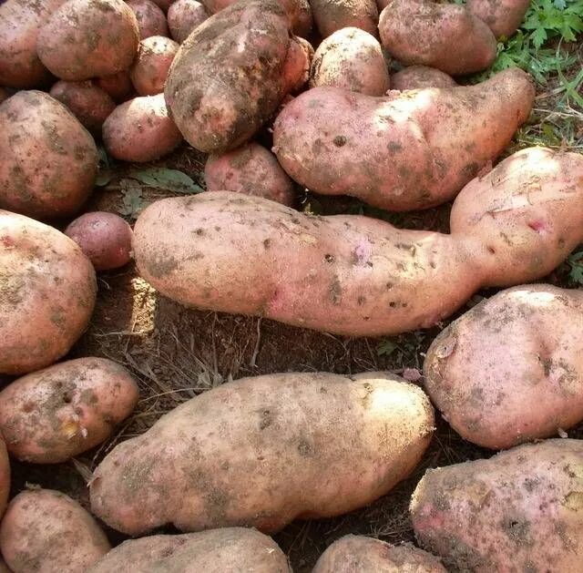 Картофель менфис описание сорта фото отзывы Картофель Лапоть: описание сорта, фото, отзывы Картофель, Выращивать картофель, 