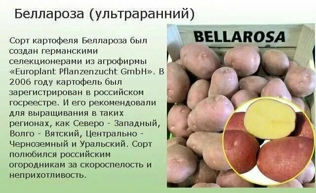 Картофель менфис описание сорта фото отзывы Картофель семенной Беллароза 5кг - купить в интернет-магазине по низкой цене на 