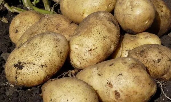 Картофель менфис описание сорта фото отзывы Клубни Картофель купить по выгодной цене в интернет-магазине OZON (909280558)