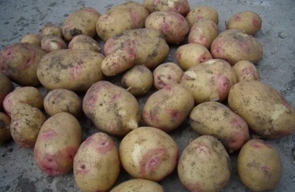 Картофель нара фото I sell potatoes for food. 2023 СЛУХИ БАРЫША VK