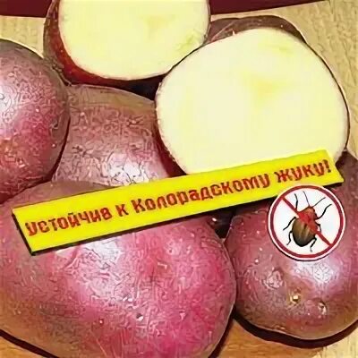 Картофель наташа описание сорта фото отзывы Фотоподборка картофеля сорта Наташа Естественные пейзажи Фотогалерея природы на 