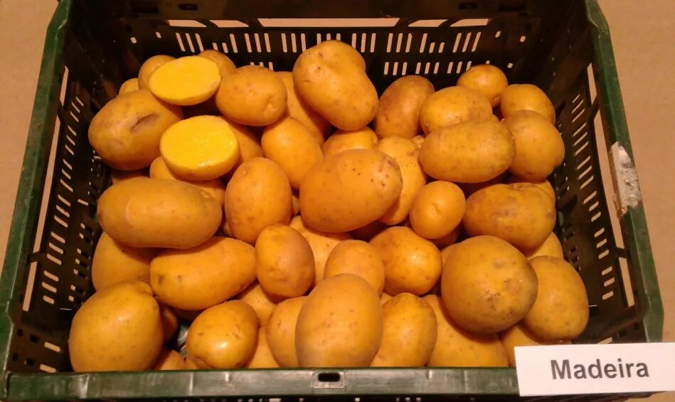 Картофель наташа описание сорта фото отзывы Семенной картофель Мадейра 2 репродукция Украина, купить за 280.00 грн. :: Rasti