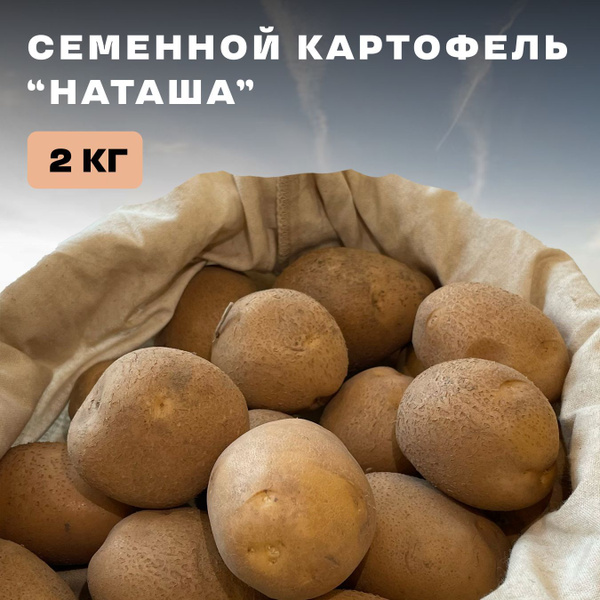 Картофель наташа описание сорта фото отзывы Клубни Картофель купить по выгодной цене в интернет-магазине OZON (1256426751)
