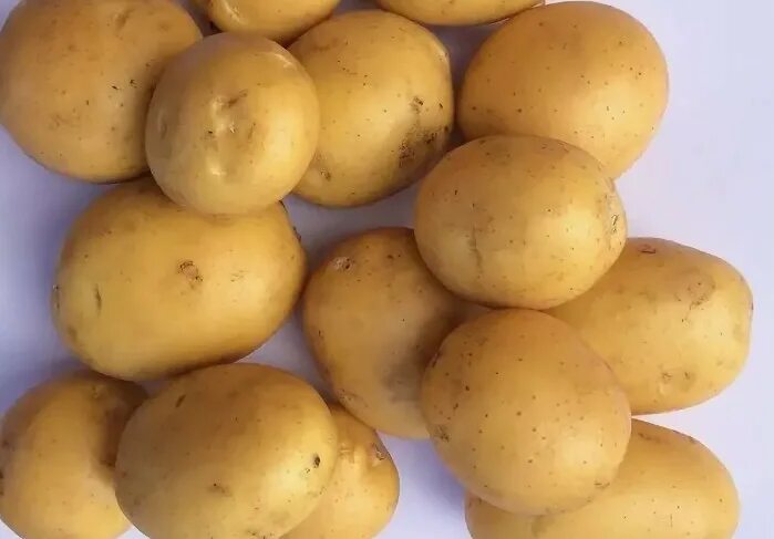 Картофель наташа описание сорта фото отзывы Картофель Наташа: описание сорта, фото, отзывы о вкусовых качествах