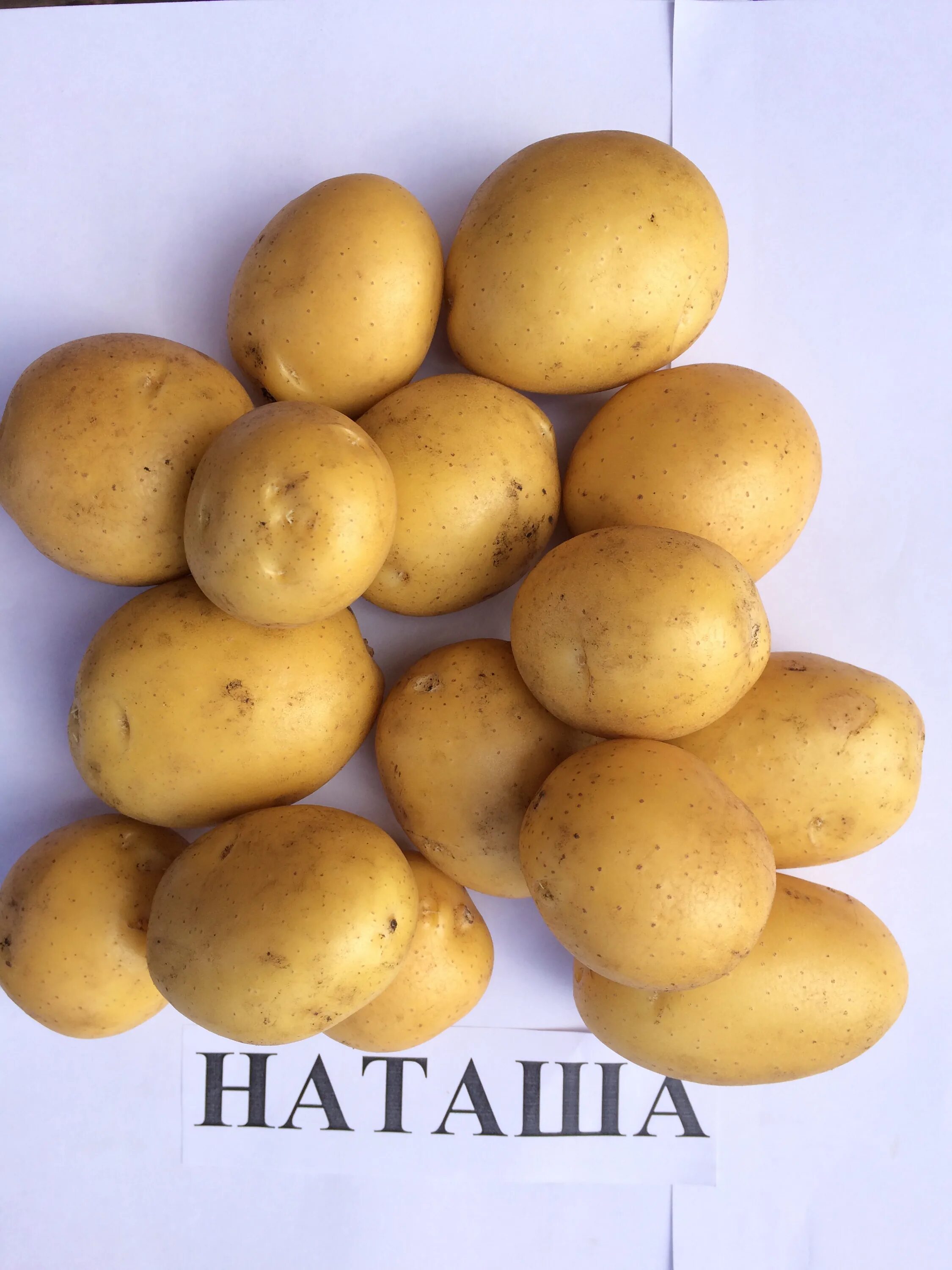 Картофель наташа описание сорта фото отзывы Семенной картофель Наташа 2 репродукции.