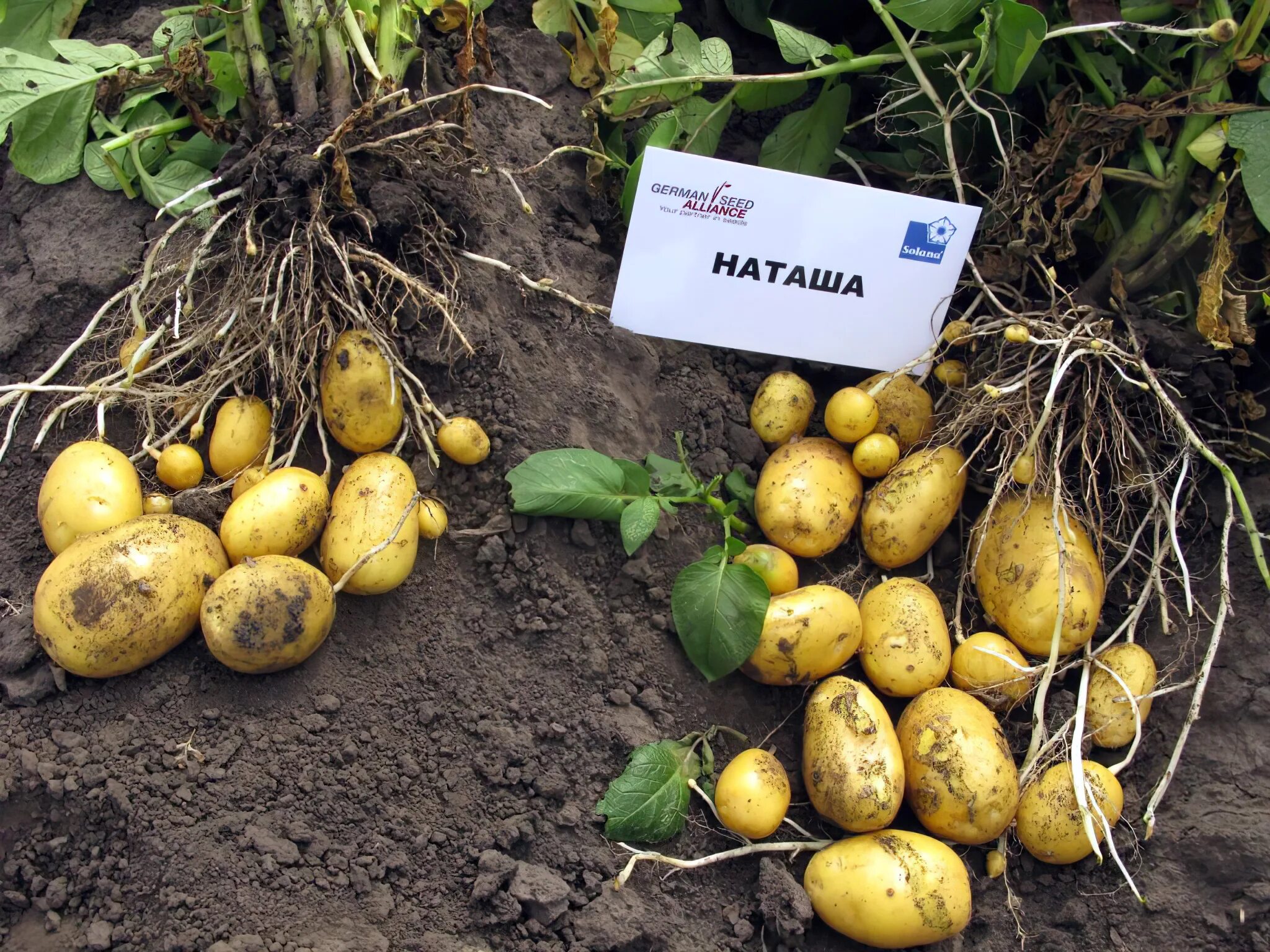 Картофель наташа описание сорта фото отзывы Картофель Наталья Potato Natalia - купить семенной картофель с доставкой по Укра