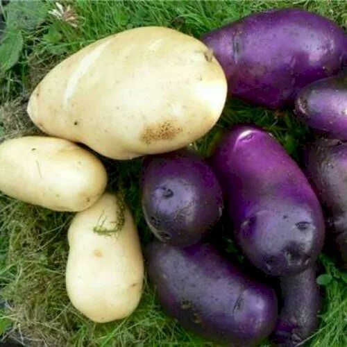Картофель негритянка фото Семенной среднеранний картофель "Цыганка" (1 репродукция, для запекания, диетиче