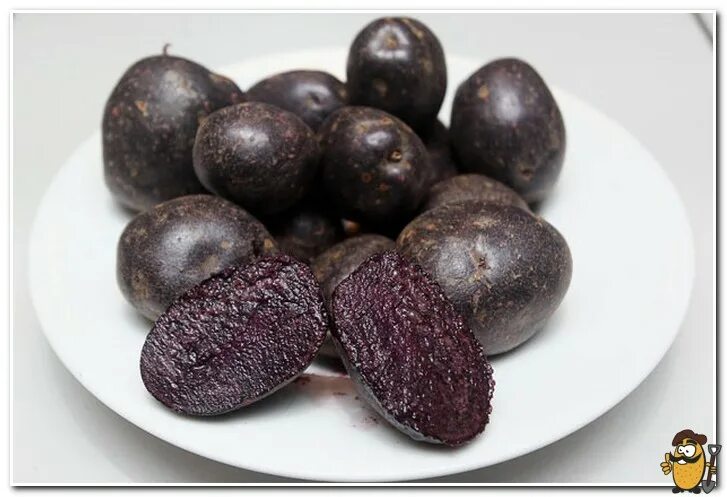 Картофель негритянка фото Черный картофель - все о картофеле