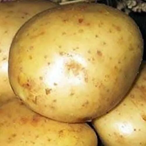Картофель никулинский фото Сорт картофеля Никулинский Картофель семенной. Семена овощей