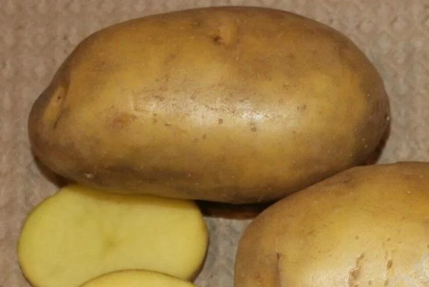 Картофель никулинский фото Картофель гулливер характеристика сорта отзывы вкусовые качества: найдено 77 кар
