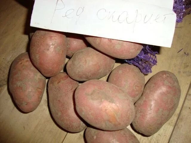 Картофель пламя описание сорта фото Сорт картошки голландской селекции Голландка. Описание и характеристики сорта ка
