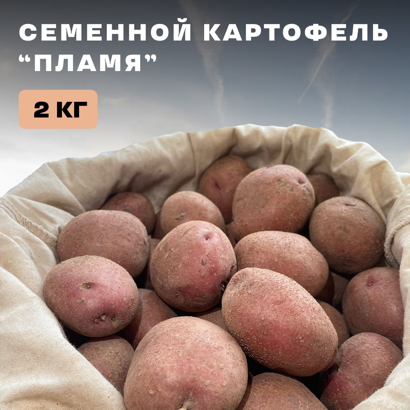 Картофель пламя описание сорта фото Клубни Картофель купить по выгодной цене в интернет-магазине OZON (1249300540)