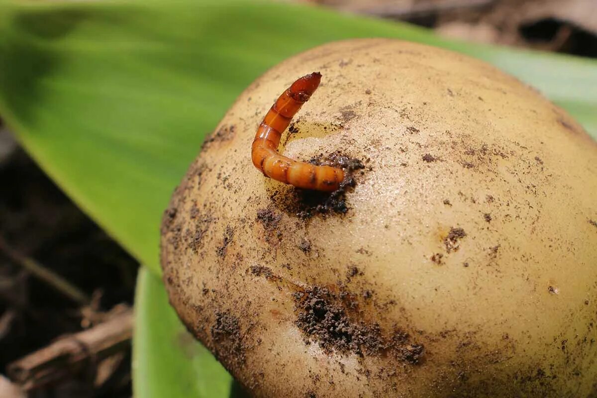 Картофель пораженный проволочником фото How to Grow Potatoes in Straw Gardener’s Path