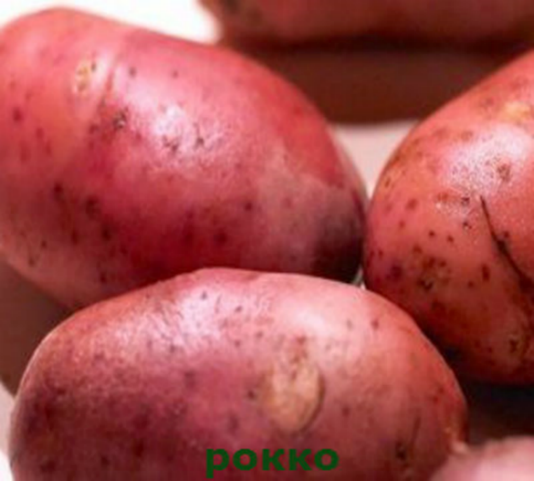Картофель рамона описание сорта фото Сортоиспытание картофеля - Биология - 6 класс
