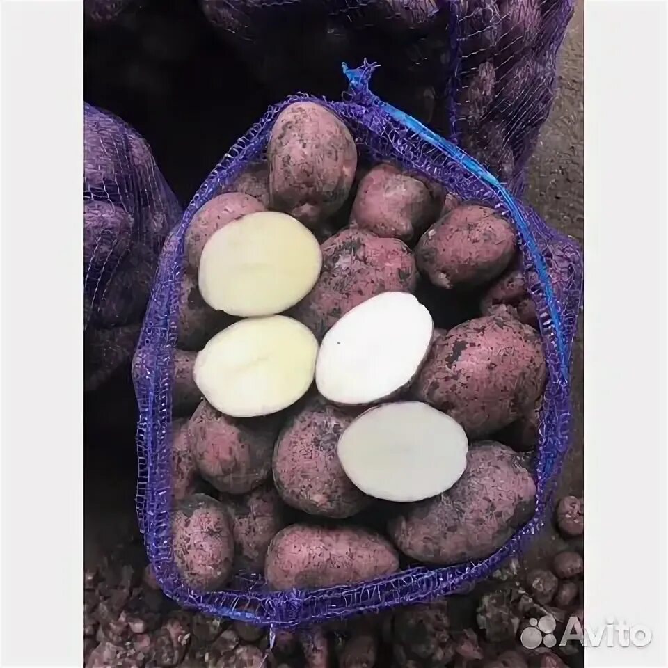 Картофель рамона описание сорта фото Картошка оптом сорт рамона купить в Архонской Товары для дома и дачи Авито