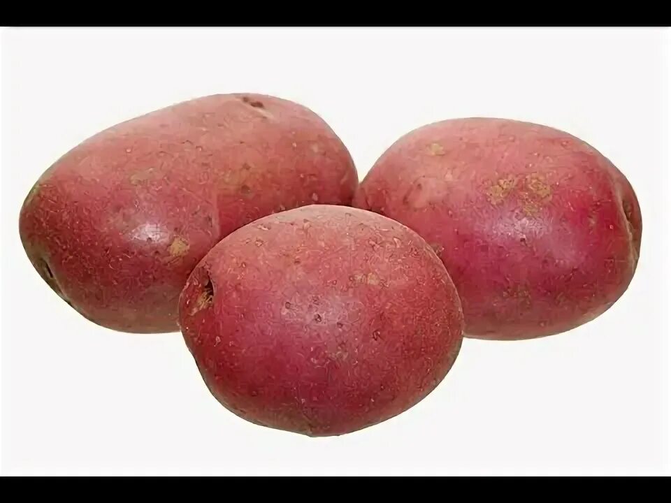 Картофель ред фото CONTAINER RED POTATO HARVEST - YouTube