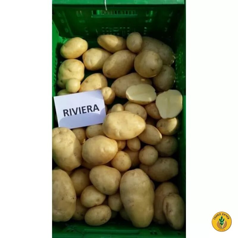Картофель ривьера описание фото Картофи Ривиера ( Riviera
