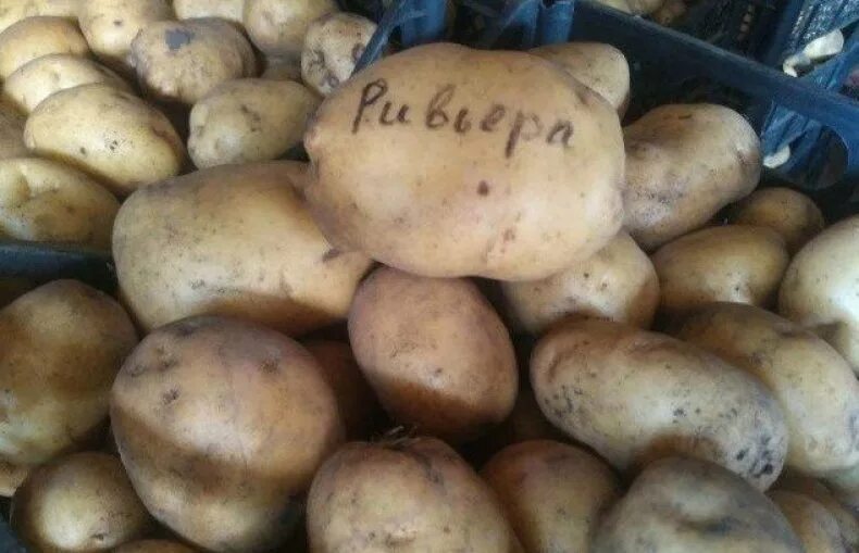 Картофель ривьера описание фото Бернина сорт картофеля описание характеристика: найдено 75 картинок