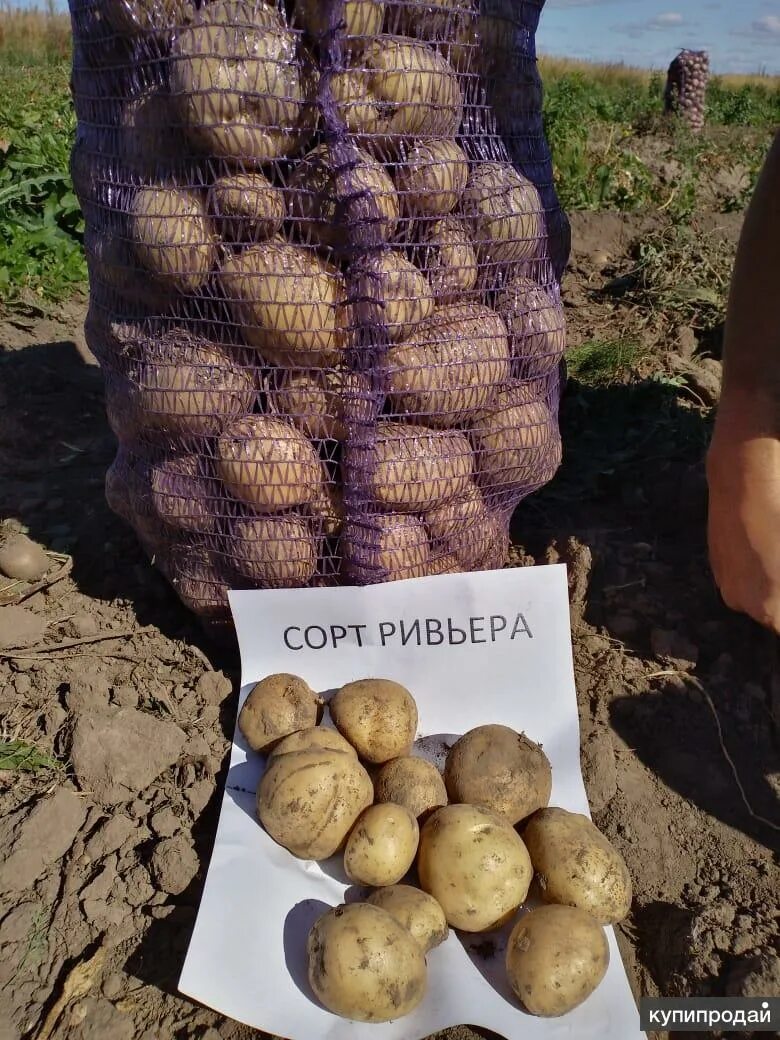 Картофель ривьера описание фото Семенной картофель Ривьера в Чебоксарах