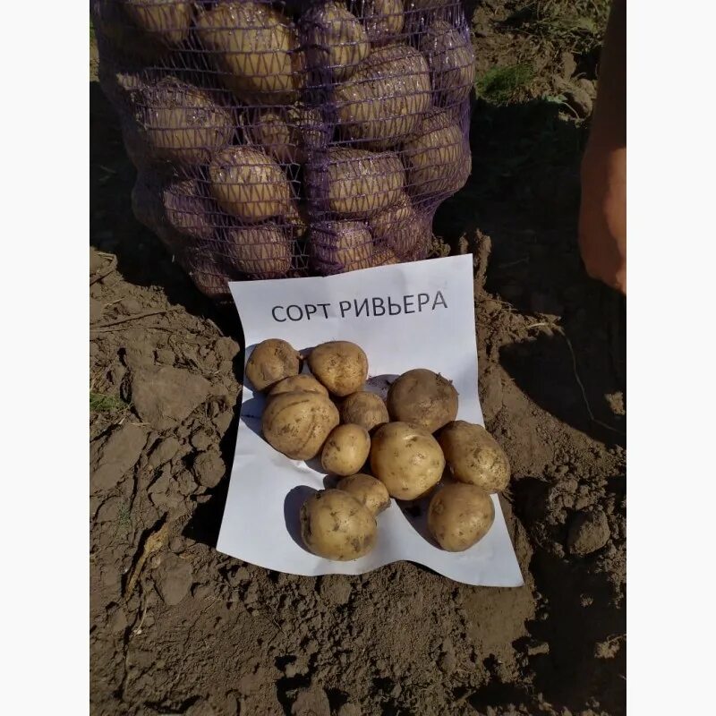Картофель ривьера описание фото Продажа - Картофель семенной, сорт Ривьера