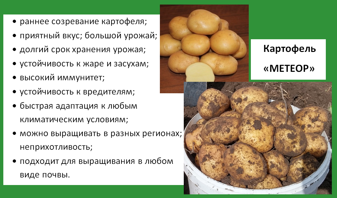 Картофель родригес характеристика отзывы и фото описание Картофель под мульчой. Подмосковье на глинистой земле. Сорта. Опыт прошлого сезо