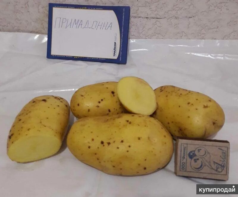 Картофель родриго характеристика сорта фото Картофель Родриго: описание сорта, фото, отзывы