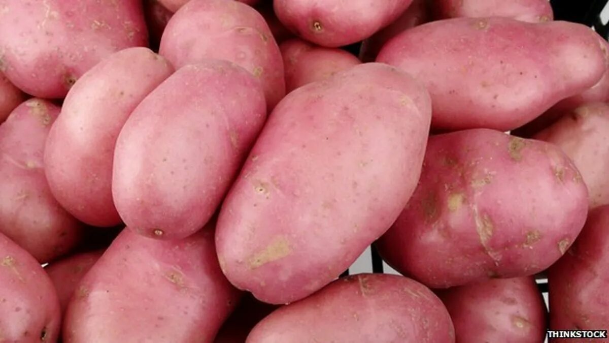 Картофель родриго характеристика сорта фото BBC Radio 4 - Today, 17/02/2014, Genetically modifying potatoes produces 'substa