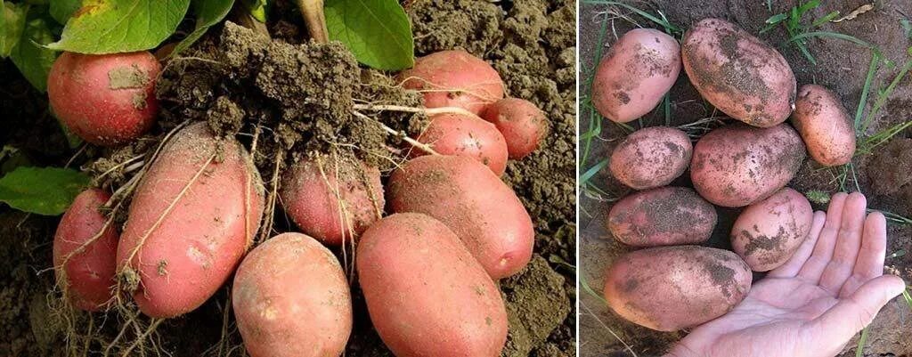 Картофель родриго характеристика сорта фото Картофель сорта Родриго: Фотографии и описание Эко-фокус Фотогалерея природы на 
