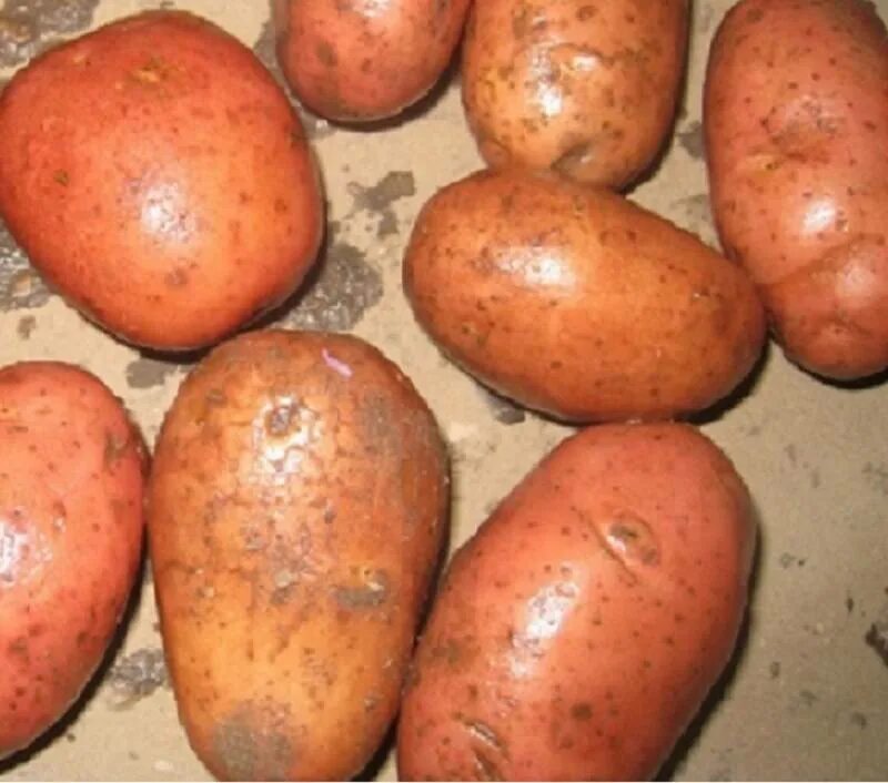 Картофель родриго характеристика сорта фото Картофель Родриго