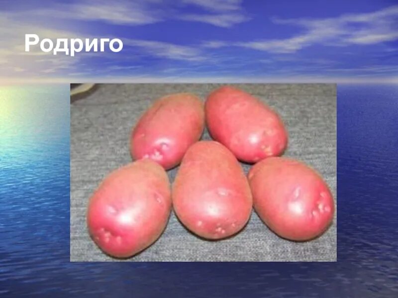 Картофель родриго характеристика сорта фото Картофель Родриго: описание и характеристики сорта, посадка и уход, отзывы с фот