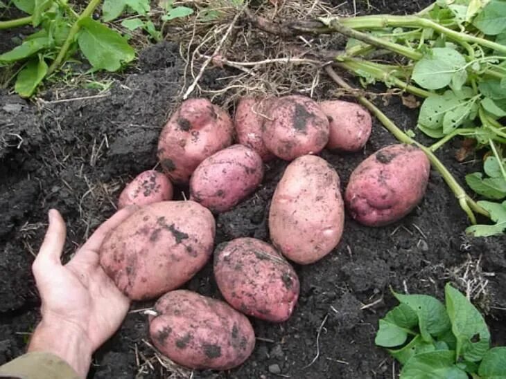 Картофель родриго характеристика сорта фото Описание и общая характеристика сорта Картофель "Бела роса" - один из самых расп