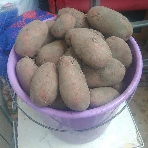 Картофель родриго характеристика сорта фото Картофель Родриго: описание и характеристики сорта, посадка и уход, отзывы с фот