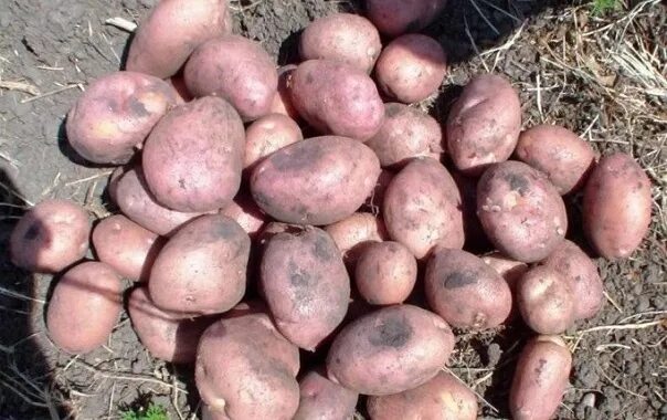 Картофель романо описание сорта фото отзывы Продам молодой крупный картофель. 900р мешок. В мешке кг 45. Забирать самим в Бр