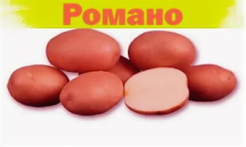 Картофель романо описание сорта фото отзывы Картофель семенной элита - Растения в Буденновске - Доска объявлений Звонки Идут