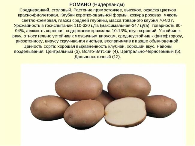 Картофель романо описание сорта фото отзывы Картофель Романо: описание и характеристики сорта, посадка и уход, отзывы с фото