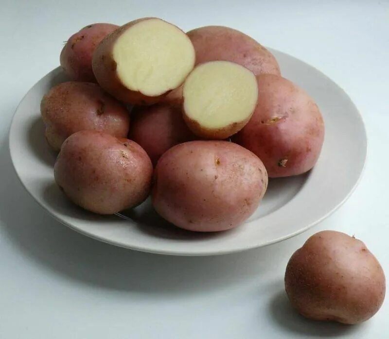 Картофель романо описание сорта фото отзывы Семена Картофель Романо: описание сорта, фото - купить с доставкой или почтой Ро