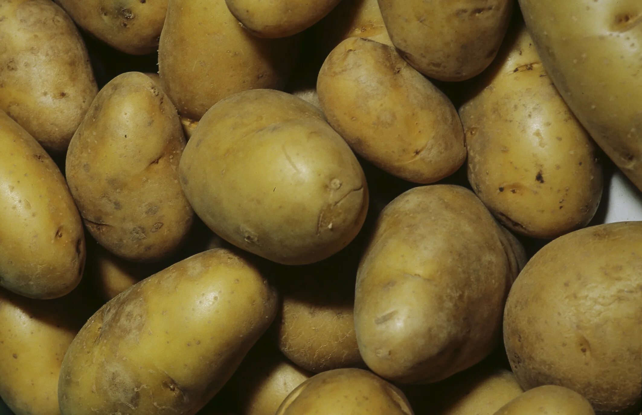 Картофель романо описание сорта фото отзывы File:Pommes de terre (CHARLOTTE)-cliche Jean Weber (23594803261).jpg - Wikimedia