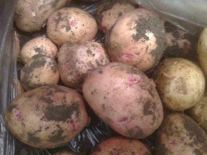 Картофель романо описание сорта фото отзывы Картофель Романо: характеристики сорта, отзывы, фото, урожайность, секреты выращ