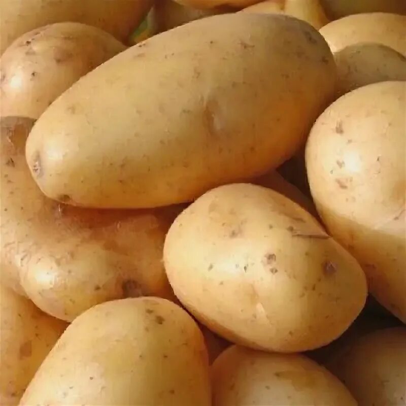 Картофель россиянка фото LADY CHRISTL Seed Potatoes - Certified Seed, First Early eBay