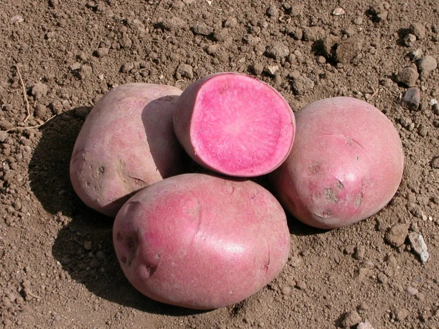 Картофель розовые сорта фото Mountain Rose Potato