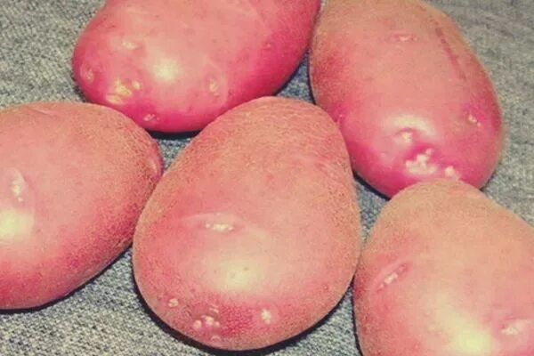 Картофель розовые сорта фото ✅ Potato Kamensky: characteristics and description of the variety, cultivation a