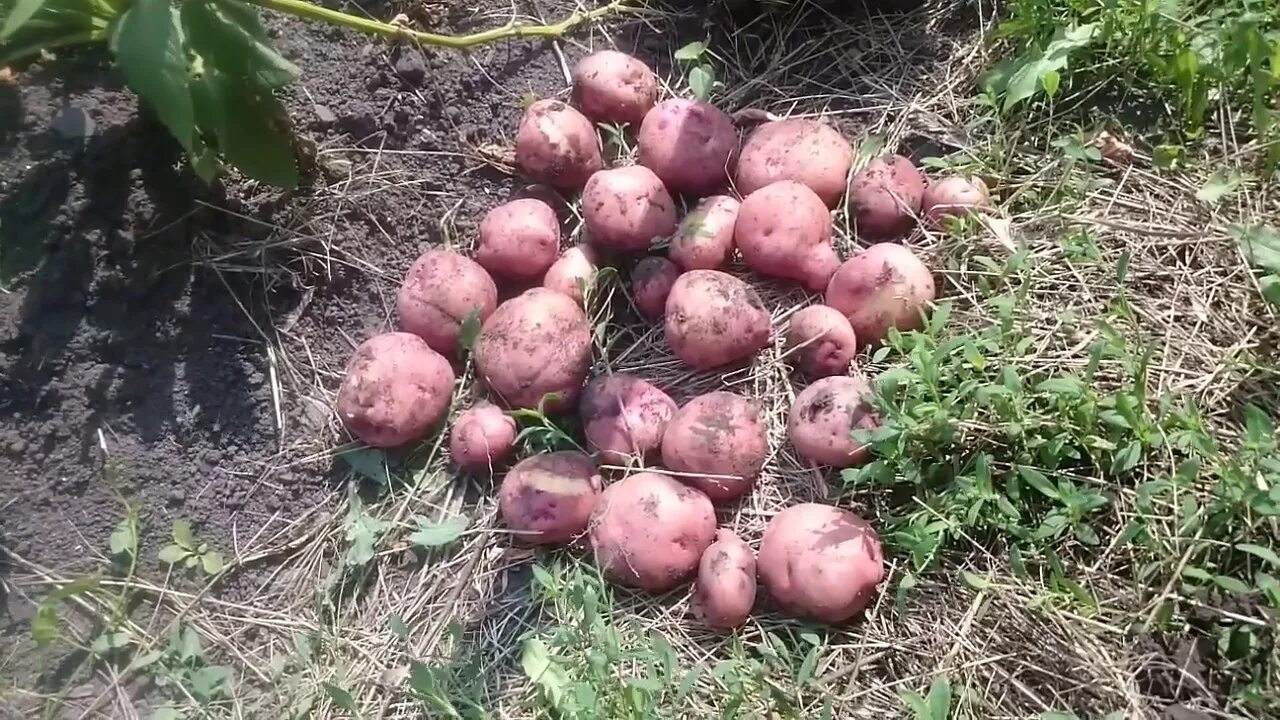 Картофель рябинушка описание сорта фото сорт РЯБИНУШКА -картофель - YouTube