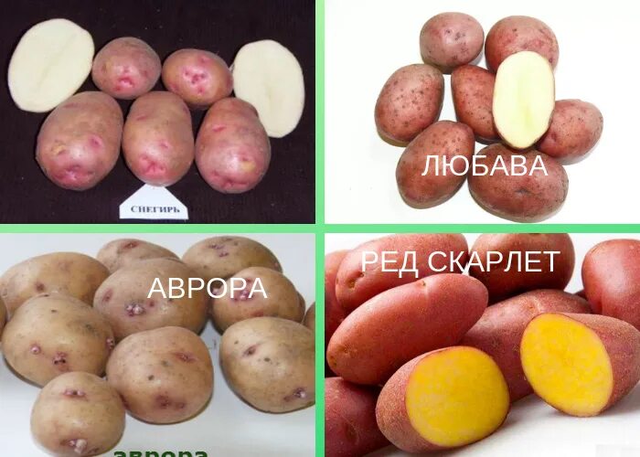 Картофель рябинушка описание сорта фото Картофель рябинушка отзывы
