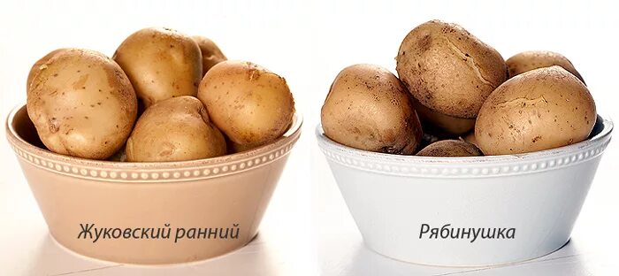 Картофель рябинушка описание сорта фото Сорта картофеля: рекомендуем попробовать