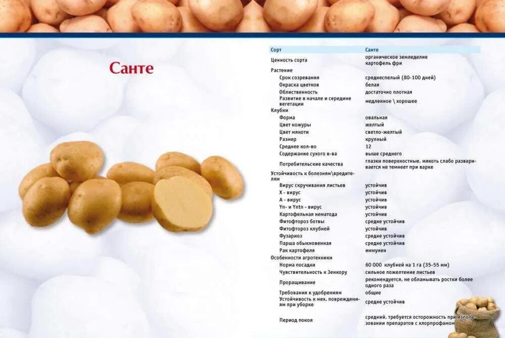 Картофель санте описание сорта фото отзывы Сорт картофеля Санте: описание, фото, характеристика и отзывы, а также особеннос