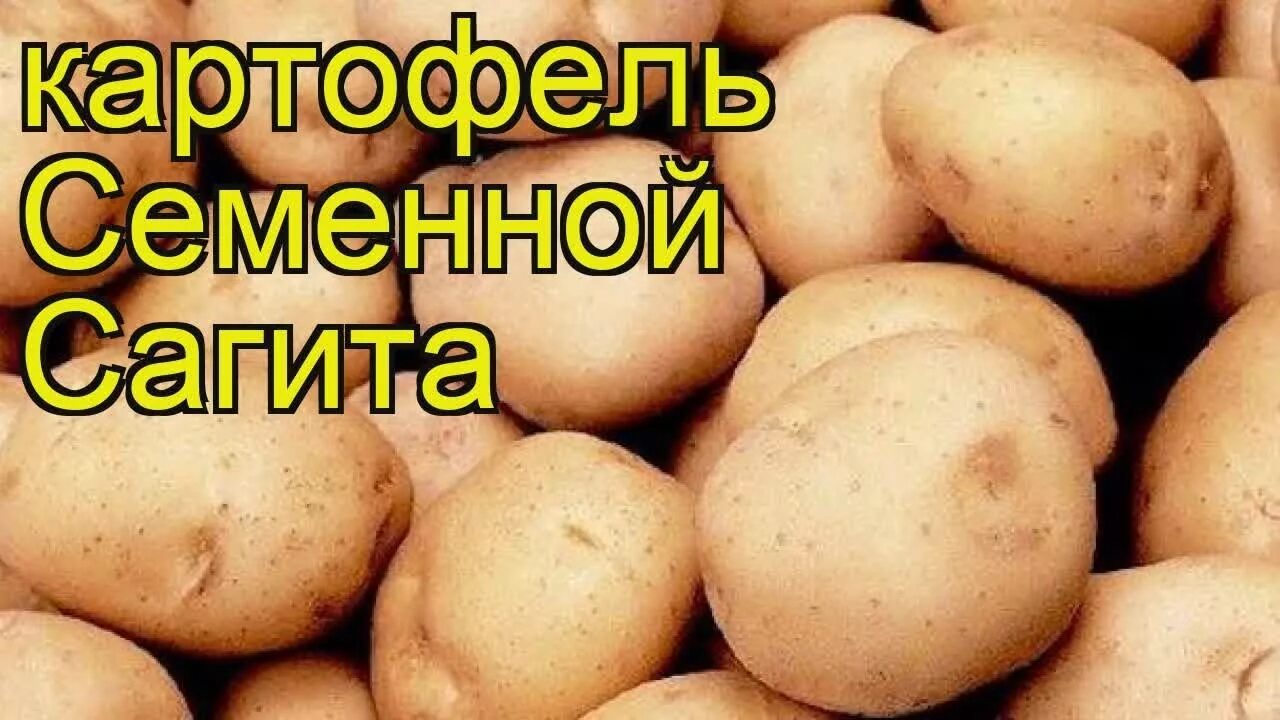 Картофель сарма фото Картофель семенной Сагита. Краткий обзор, описание характеристик, где купить кар