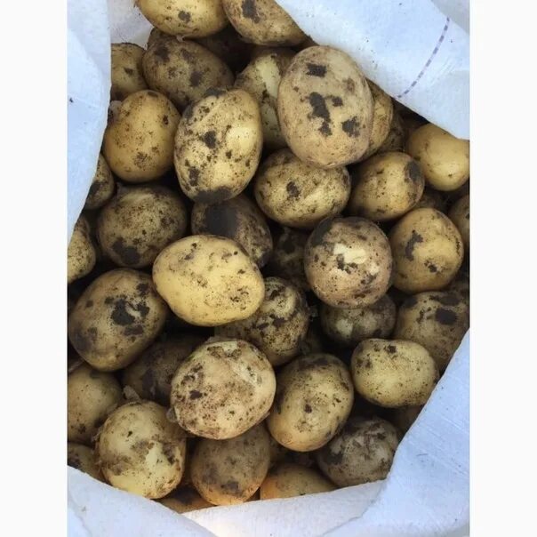 Картофель сарма фото We sell medium potatoes from our field, varieties Scarb, Ragneda, Veneta. 70K fo