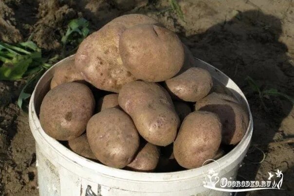 Картофель синеглазка описание фото Продам семянной картофель урожайных сортов 2022 КУПЕЧЕСКАЯ БАРАХОЛКА РЫБИНСК ВКо