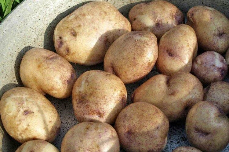 Картофель синеглазка описание сорта фото Лучшие сорта картофеля - фото, названия и описания (каталог)