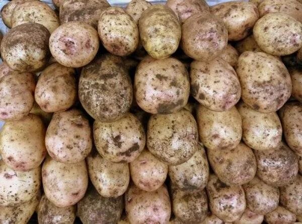 Картофель синеглазка описание сорта фото Купить Картофель Синеглазка по низкой цене с доставкой в Москве арт.